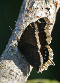 Mourning Cloak